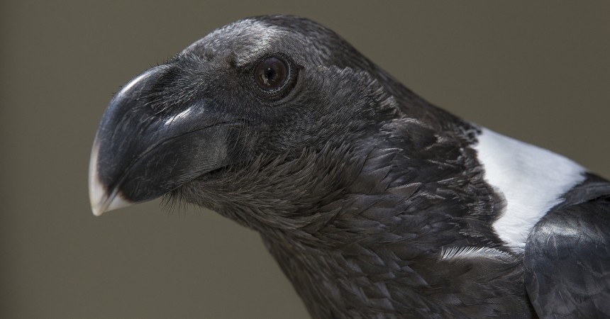 Raven | 9 Animal Superstitions You Shouldn’t Believe