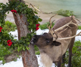 Reindeer