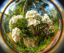 Best overall photo | Butterfly Jungle Instameet Recap