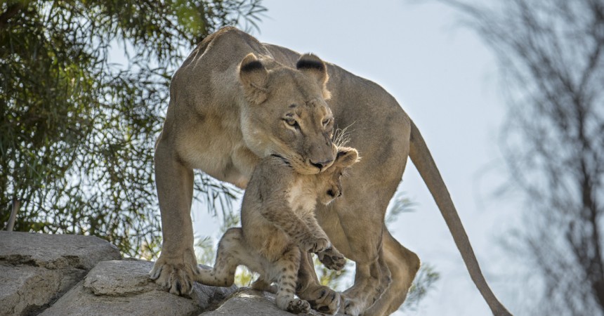 11 Incredibly Awesome Animal Moms