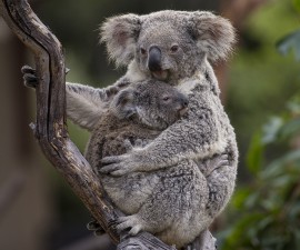 Koala Joey at San Diego Zoo Checks in as Healthy — with an Attitude