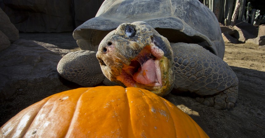 13 Animals Celebrating Pumpkin Season