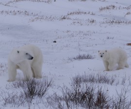 Climate Change Makes Polar Bears Work Harder to Survive by Megan Owen