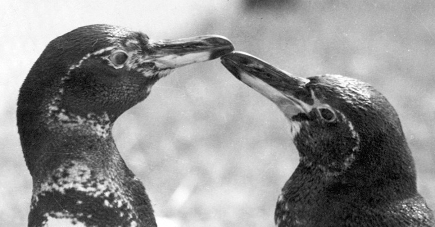 Centennial Throwback: A Dapper Pair