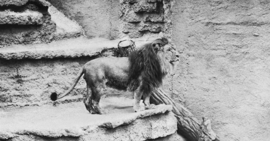 Centennial Throwback: Prince the Lion