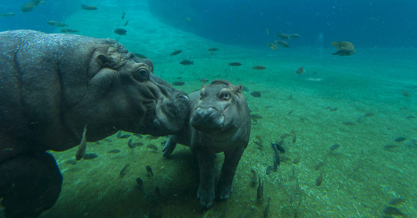 Hippo with baby