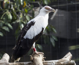 palm-nut vulture