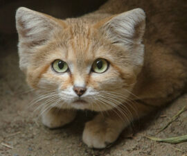 Sand cat staring back