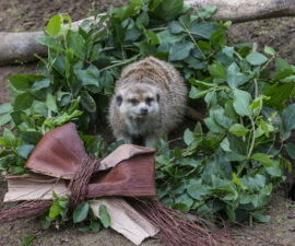 Meerkat with wreath