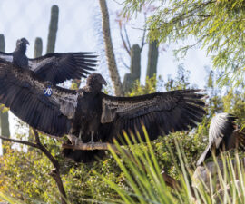 California condors