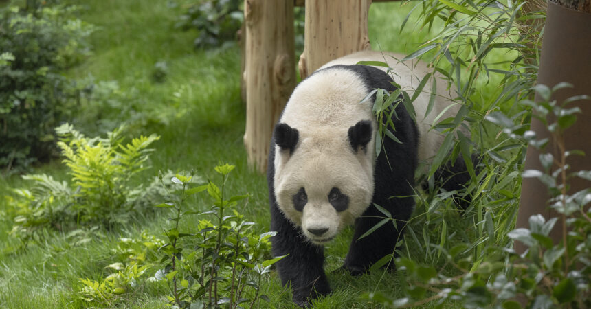 Yun Chuan in habitat