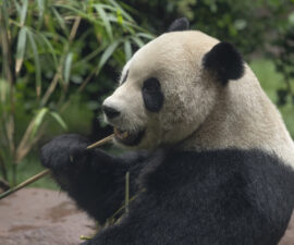 Yun Chuan eating bamboo