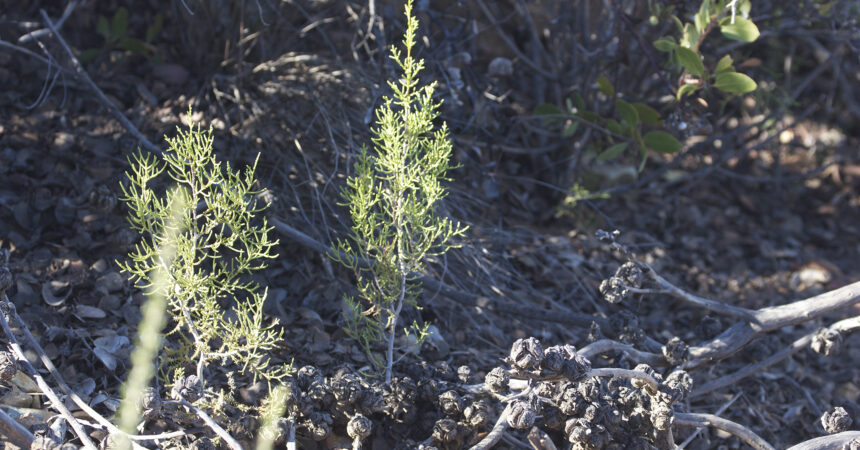 Endangered tecate cypresses rise from the ashes