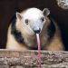 Tamandua sticking tongue out